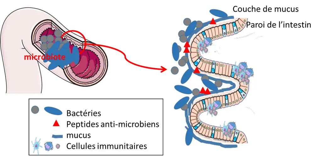 Comment protéger son microbiote de l’effet néfaste des additifs alimentaires grâce à une bactérie