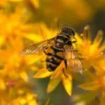 Fini les néonicotinoïdes