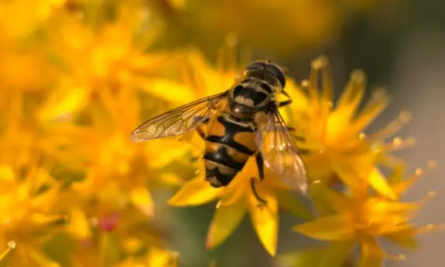 Fini les néonicotinoïdes