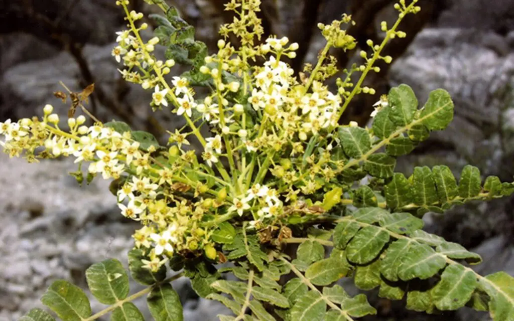Les plantes et ses bienfaits : le boswellia
