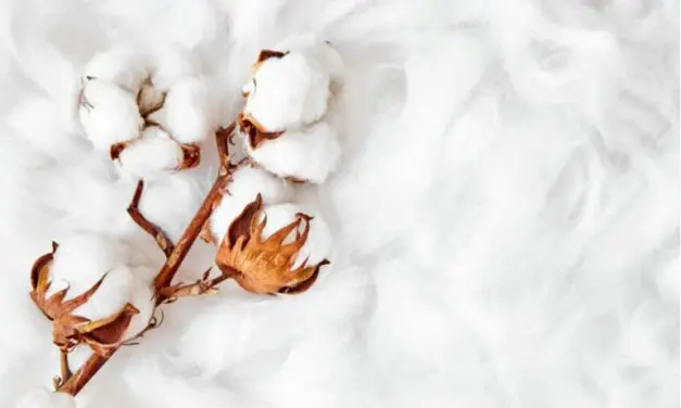 Max Havelaar rappelle les enjeux de la filière coton