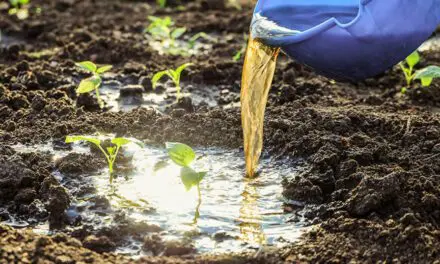 L’urine un formidable engrais bon pour l’environnement