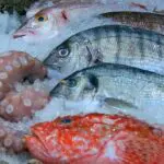 Quels poissons manger à quelle saison : le guide parfait pour vous et l’environnement