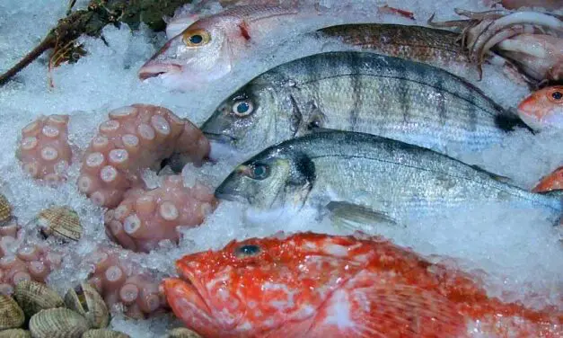 Quels poissons manger à quelle saison : le guide parfait pour vous et l’environnement