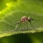 Éloigner naturellement les moustiques