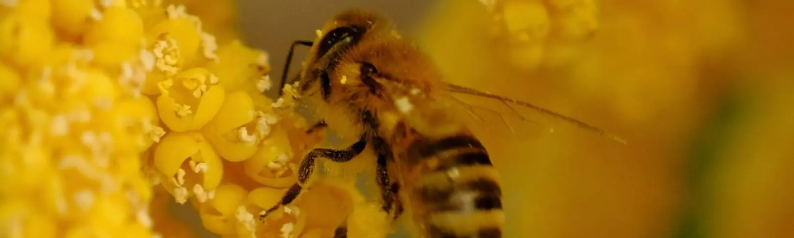 les-differents-pollens-frais-des-tresors-naturels-pour-votre-sante-et-votre-bien-etre