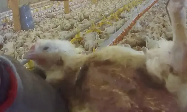 Lidl accusé de cruauté envers les animaux : les révélations choc d’un lanceur d’alerte agricole britannique