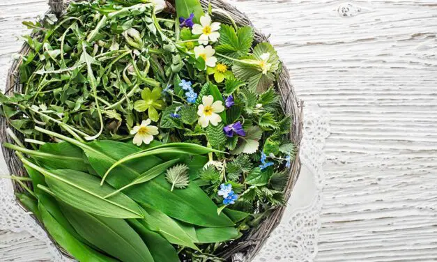 Cuisiner des plantes sauvages : découvrez une cuisine saine et originale