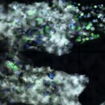 Destruction à distance des cellules cancéreuses : effet des immunothérapies dans les cancers du sang