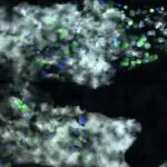 Destruction à distance des cellules cancéreuses : effet des immunothérapies dans les cancers du sang