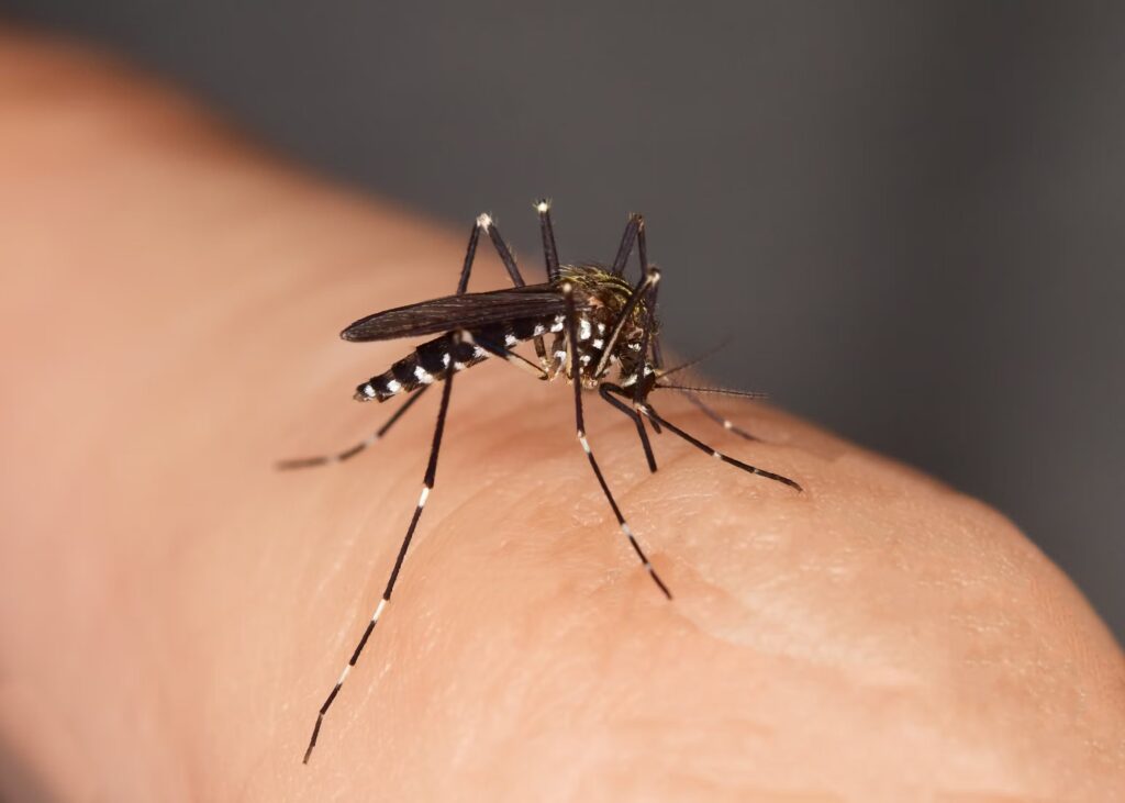 le-moustique-tigre-un-vecteur-du-virus-du-chikungunya-dans-des-climats-temperes