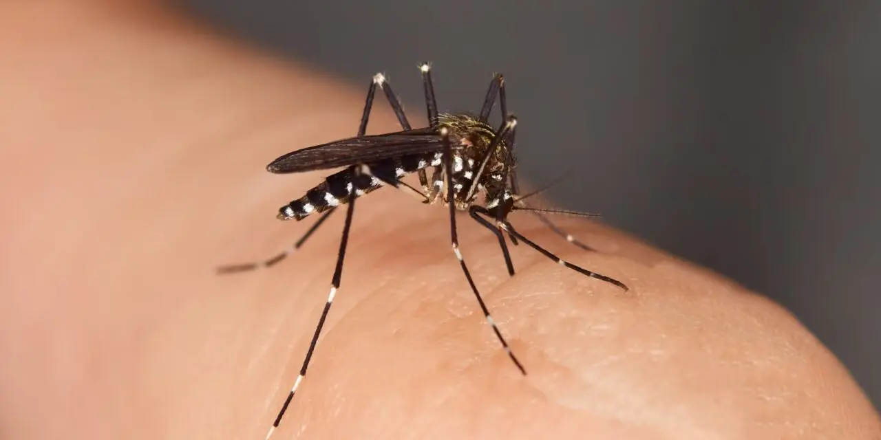 Le moustique tigre : un vecteur du virus du chikungunya dans des climats tempérés