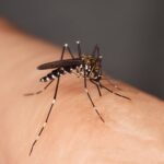 Le moustique tigre : un vecteur du virus du chikungunya dans des climats tempérés