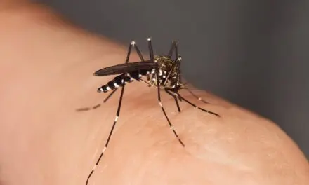 Le moustique tigre : un vecteur du virus du chikungunya dans des climats tempérés