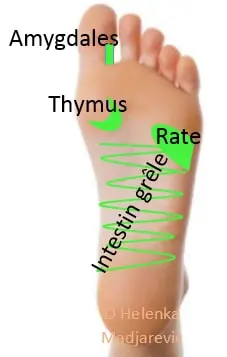 stimuler-le-point-thymus-pour-un-bien-etre-optimal