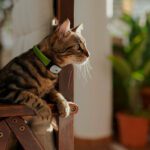 Kippy CAT : Le collier GPS pour chat qui révolutionne le suivi d’activité et la santé féline