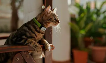 Kippy CAT : Le collier GPS pour chat qui révolutionne le suivi d’activité et la santé féline