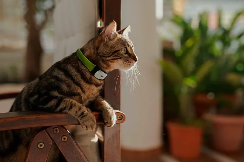 Kippy CAT : Le collier GPS pour chat qui révolutionne le suivi d’activité et la santé féline