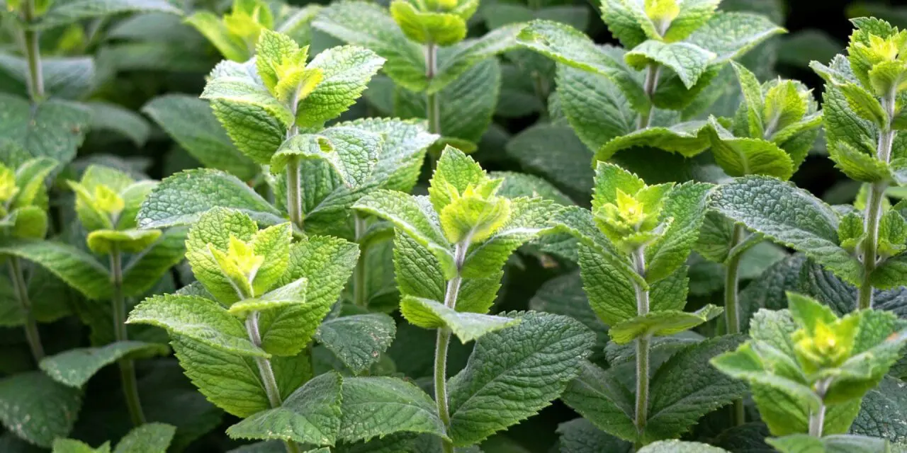 Les plantes aromatiques en pots : guide pour bien les choisir