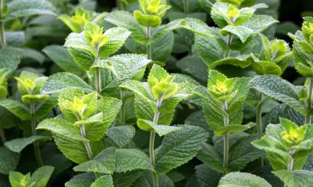 Les plantes aromatiques en pots : guide pour bien les choisir