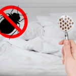 Combattez les punaises de lit naturellement