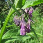 La grande consoude : une plante miracle aux mille vertus !