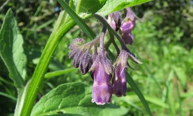 La grande consoude : une plante miracle aux mille vertus !