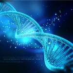 Traitements ADN contre les maladies cardiovasculaires