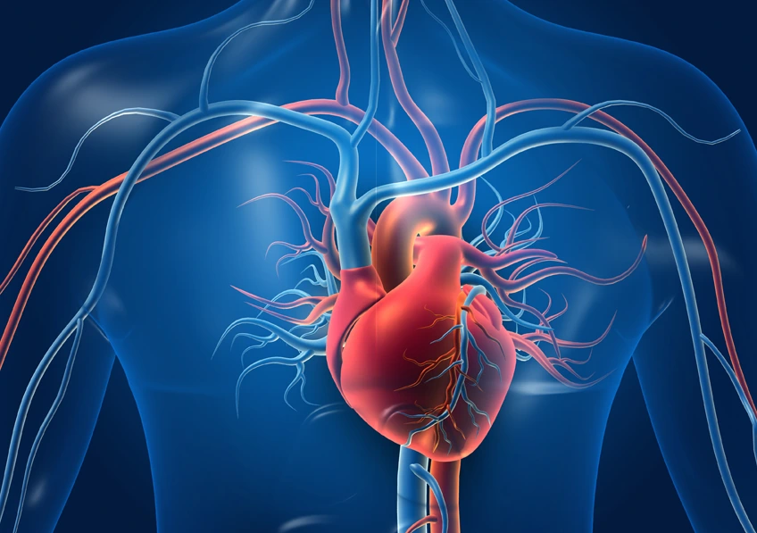 Révolution en Cardiologie : comment les ultrasons non invasifs changent le traitement des valves cardiaques ?
