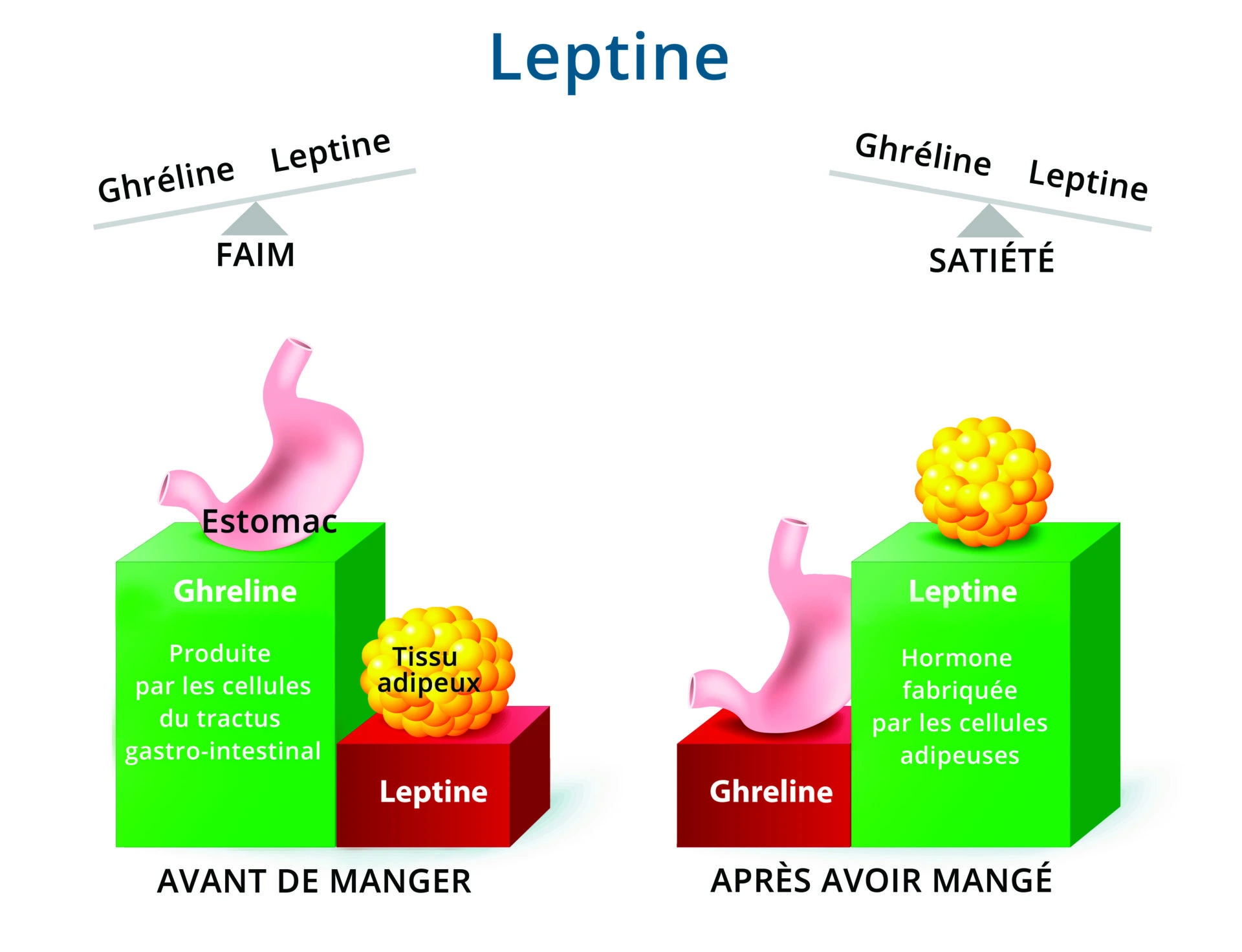 ghreline-et-leptine-comprendre-les-hormones-de-la-faim-et-de-la-satiete-pour-maigrir