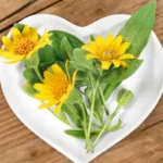 Preuves scientifiques du soulagement de la douleur par l’Arnica Montana
