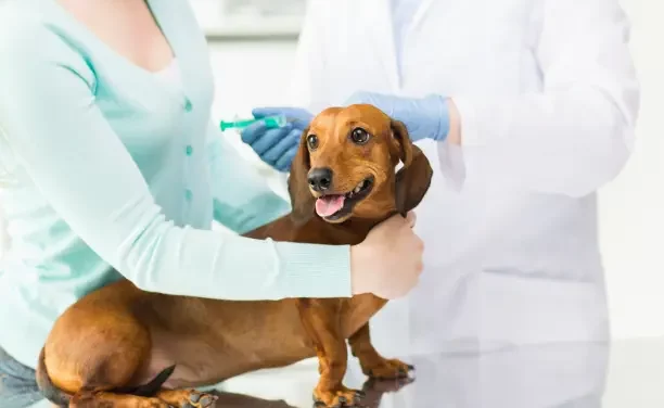 Comprendre la procédure de stérilisation canine : guide étape par étape