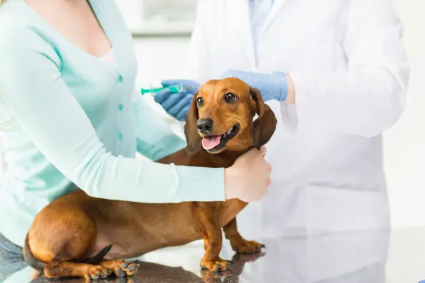Comprendre la procédure de stérilisation canine : guide étape par étape