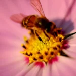 Pollen et ménopause : remède naturel efficace pour soulager les symptômes
