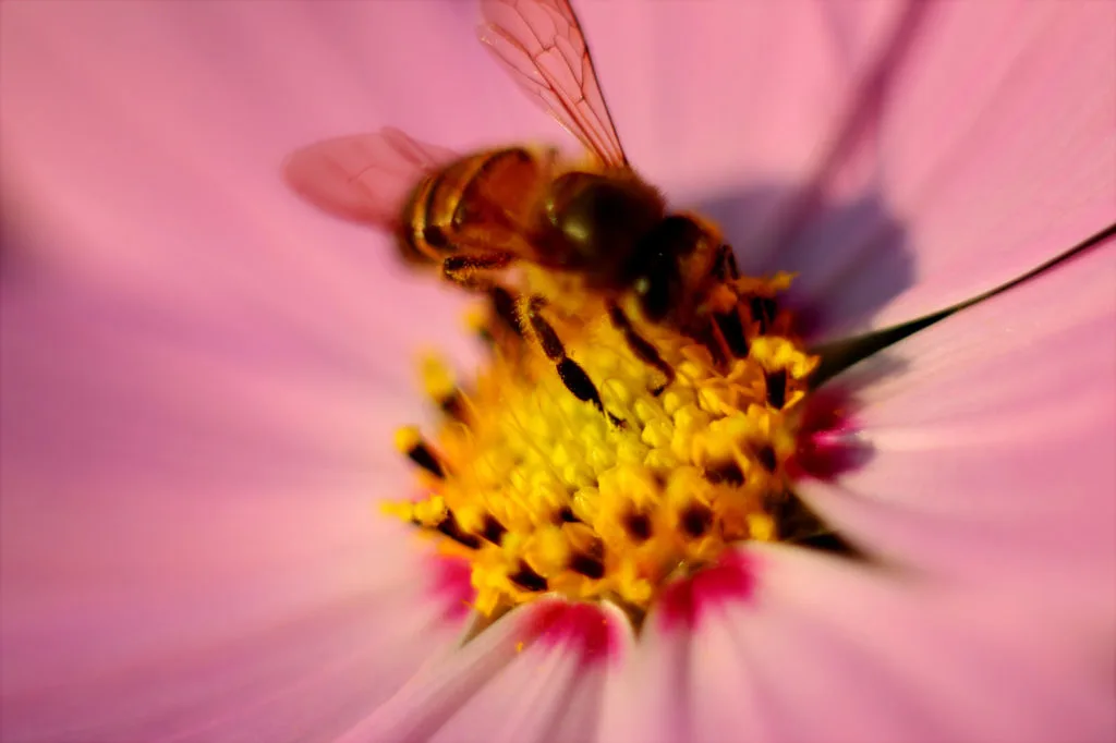 pollen-et-menopause-remede-naturel-efficace-pour-soulager-les-symptomes