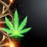 Qu’est-ce que le hash de CBD puissant ?