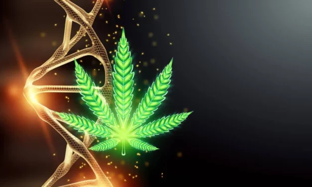 Qu’est-ce que le hash de CBD puissant ?