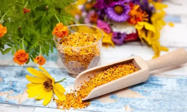 Pollen cru lacto-fermenté : découvrez pourquoi vous devriez l’essayer pour votre santé