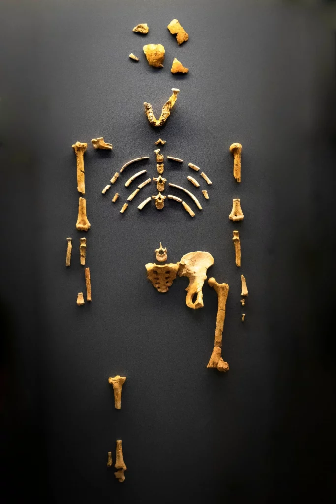 Ossements fossilisés de Lucy Australopithecus afarensis, découverts en Éthiopie, exposés lors de la célébration des 50 ans de sa découverte.