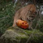 Vacances de la Toussaint à Paris : activités familiales incontournables au Muséum National d’Histoire Naturelle