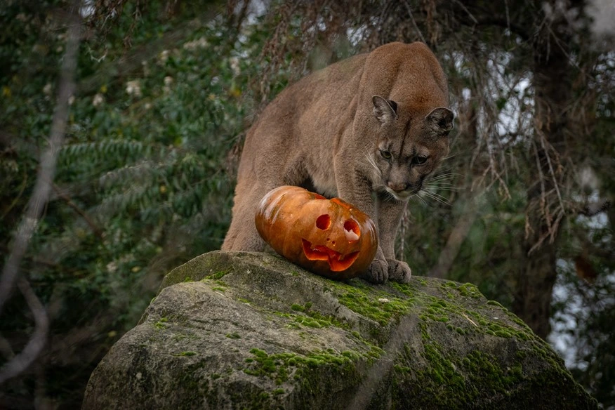 Parc Zoologique de Paris : fêter Halloween en immersion totale