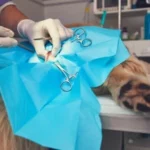 L’apprentissage chirurgical : pourquoi les animaux restent essentiels dans la formation des chirurgiens