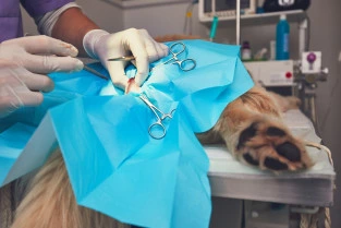 L’apprentissage chirurgical : pourquoi les animaux restent essentiels dans la formation des chirurgiens