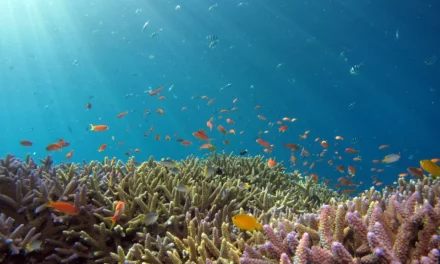 Avenir de l’économie bleue : l’OCDE alerte sur l’avenir de la mer
