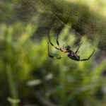 Qu’est-ce que la biophobie et pourquoi avons-nous peur des animaux ?
