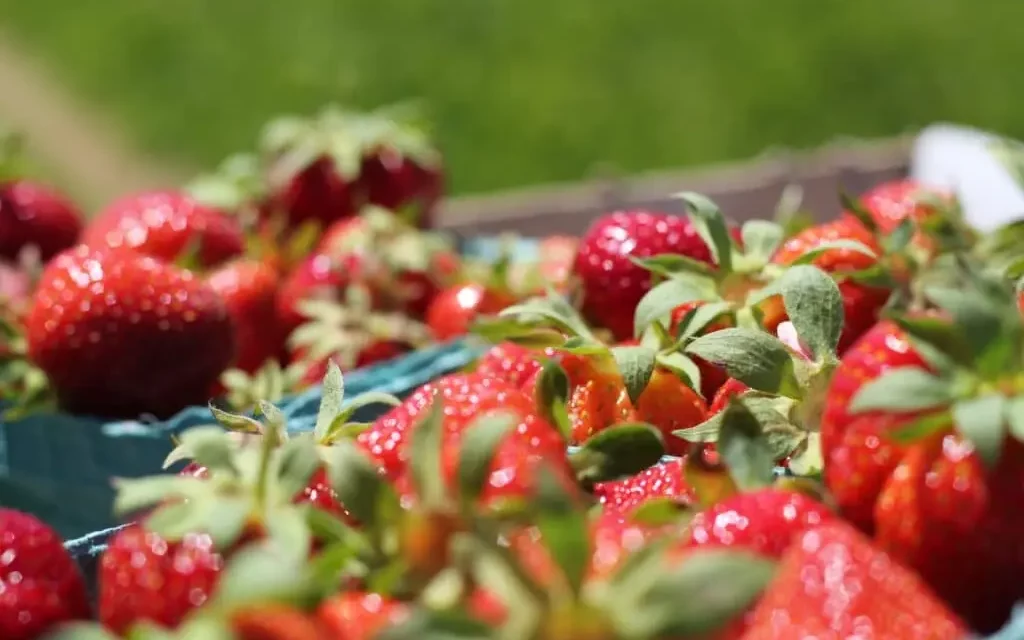 Que faire avec les queues de fraises : pourquoi vous ne devez plus les jeter