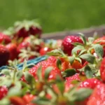 Que faire avec les queues de fraises : pourquoi vous ne devez plus les jeter