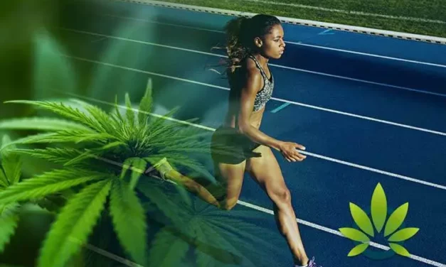 CBD après le sport : récupération rapide et sans douleur
