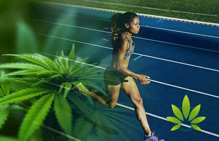 CBD après le sport : récupération rapide et sans douleur