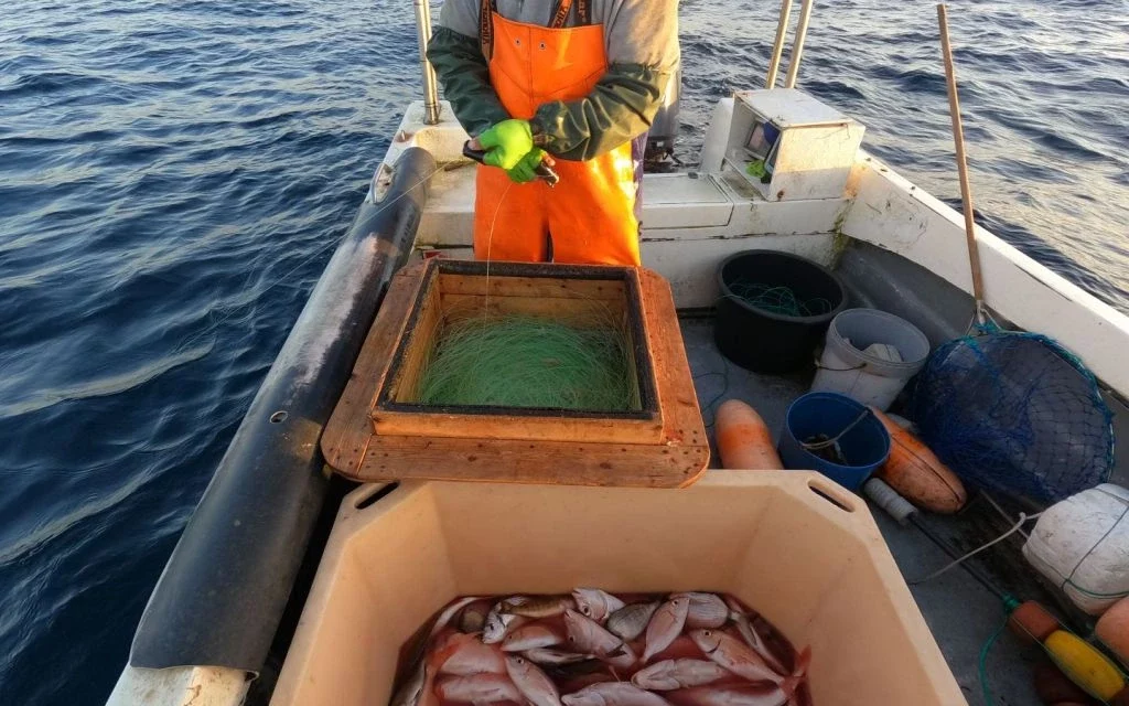 Est-ce que les poissons souffrent quand on les pêche ?